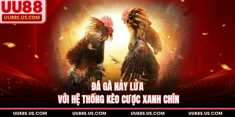 Đá gà nảy lửa với hệ thống kèo cược xanh chín